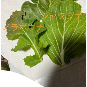 実家の畑,久々投稿,アブラナ科,無農薬野菜,栄養満点の画像