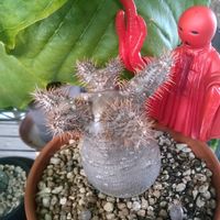 ウンベラータ,パキポディウム・グラキリス,パキポディウム・グラキリス,パキポディウム属の画像