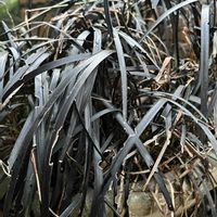 コクリュウ（黒竜）,リュウノヒゲ 黒龍,リュウノヒゲ,リュウノヒゲ,鉢植えの画像