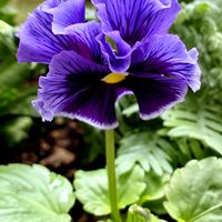 アリッサム,アリッサム,ストック,ストック,ラベンダーの画像