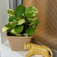 ペペロミア,母親の部屋,リビング・ダイニングの画像