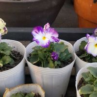 パンジー・ビオラ,ビオラ,種からビオラ,ビオラ 江原,江原ビオラ　ビオラワールドの画像