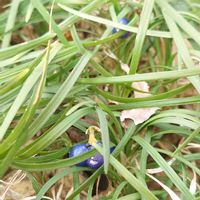 リュウノヒゲ,ウメ（梅）,チュウゴクアミガサハゴロモの産卵痕,花のある暮らし,実ものの画像