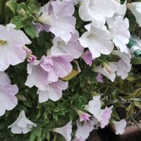 銀杏,パパイヤ,ピンクパンサー,サファニア,サツマイモの画像