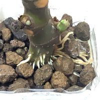 イチジク,いちじく,挿し木,発根,萌芽の画像