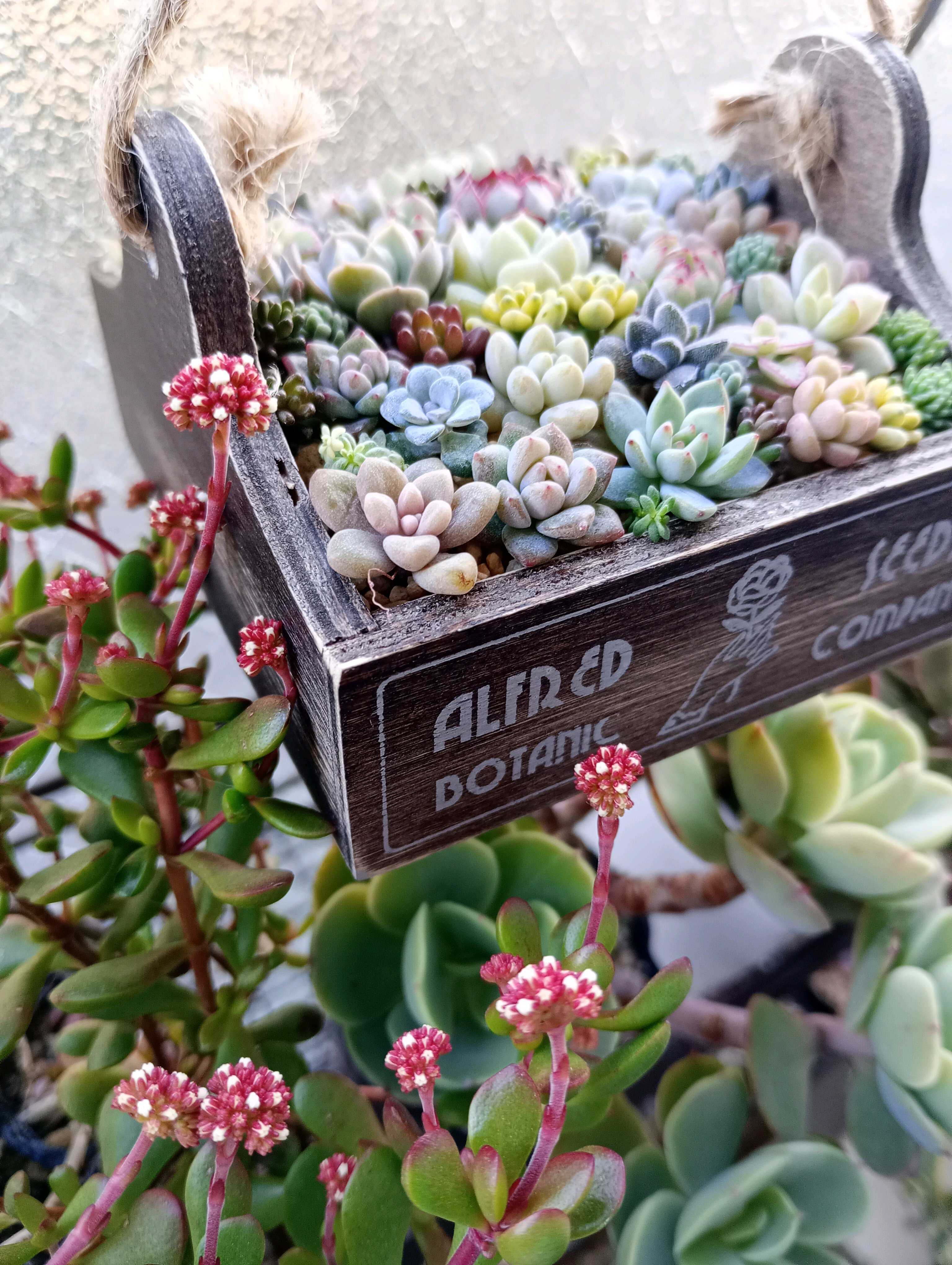 ちまちま寄せの投稿画像一覧｜🍀GreenSnap（グリーンスナップ）