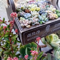 ベランダ多肉,ちまちま寄せ,紅稚児_mon,寄せ植え_mon,寄せ植えハンギング_monの画像