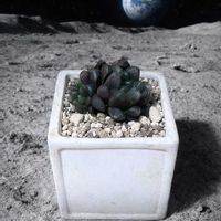 オブツーサの画像