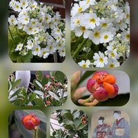 サザンカ,サザンカ,ナデシコ,バラ,マサキの画像