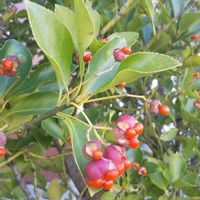 マサキ,真っかな火曜日の画像