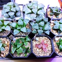 ハオルチア,ハオルチア オブツーサ,多肉植物,ハオルチア属,多肉大好きの画像