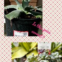 ダルマ秋麗,グラプトペタルム だるま秋麗,多肉植物,多肉大好き,見切り品の画像
