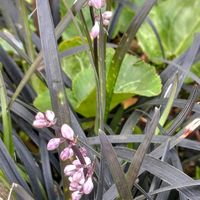 コクリュウ（黒竜）,黒龍,リュウノヒゲ,綺麗な色♡,花のある暮らしの画像