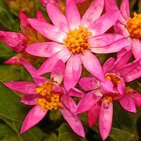 ヘリクリサム,ヘリクリサム,春待ち,おでかけ先,癒しのお花の画像