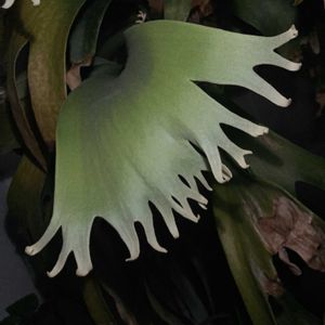  ビカクシダの画像