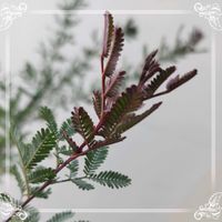 オリーブ,オリーブ,西洋ヒイラギ,西洋ヒイラギ,ジャスミンの画像