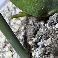 月下美人の画像