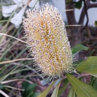 バンクシア,オージープランツ,チーム愛知の画像