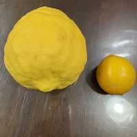 レモン,ジャンボレモン（ポンデローザ）の画像