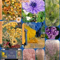 りゅうのひげ,コクリュウ（黒竜）,コクリュウ（黒竜）,コクリュウ の 実,GSのみなさんに感謝♡の画像