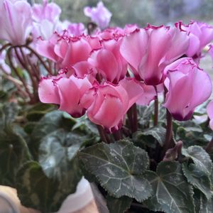 ガーデンシクラメン,マルバシャリンバイ,いけばな,武器ではなく花を,on a dietの画像