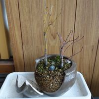 ブルーベリー,ブルーベリー ピンクレモネード,ブルーベリー  ノースランド,ブルーベリー ブルーレイ,ブルーベリー　オースチンの画像