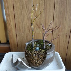 ブルーベリー,ブルーベリー ピンクレモネード,ブルーベリー  ノースランド,ブルーベリー ブルーレイ,ブルーベリー　オースチンの画像