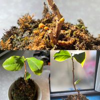 苔玉仕立て,ひろしの四季彩々・・・！,リビング・ダイニングの画像