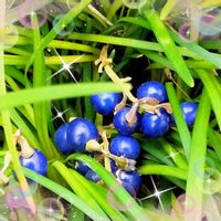 トベラ,りゅうのひげ,タマリュウ,ジャノヒゲ,マサキの画像