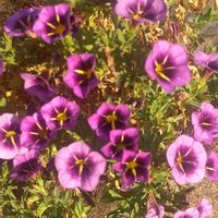 カリブラコアの画像