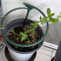 リンドウ,今日の一枚,おうち園芸の画像