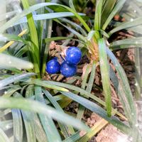 リュウノヒゲ,今日のお花,ミッチの会,真っ赤な火曜日,コラージュ仲間達の画像