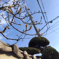 スイセン,モクレン,青い空,イマソラ,いまそらの画像