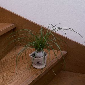 観葉植物,ポニーテール,iPhone撮影,階段/廊下の画像