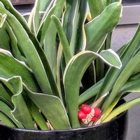 オモト,ナンテン,ボケ,蝋梅,ミモザの画像