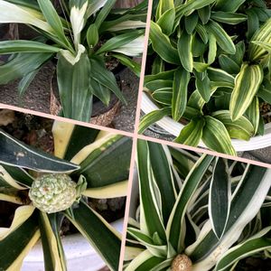 オモト,万年青,万年青,眉刷毛万年青(まゆはけおもと),斑入りオモトの画像