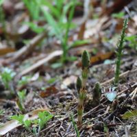 スギナ,ツクシ,白梅,白梅,土筆の画像