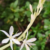 シクラメン,シクラメン,オリヅルラン,オリヅルラン,可愛い❤の画像