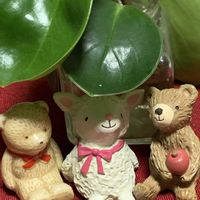 ペペロミア,ありがとう♡,いちご大好き,繋がりに感謝✨,大切な人に…の画像