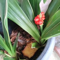 オモト,万年青,斑入り万年青,斑入り万年青,万年青(おもと)の画像