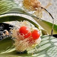 オモト,ハエマンサス,マユハケオモト,マユハケオモト,マユハケオモトの実の画像