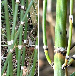 トクサ,トクサ,ノキシノブ,イノモトソウ,イヌドクサの画像