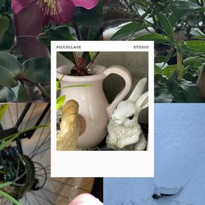 真珠の木,クリスマスローズ 氷の薔薇,美女なでしこ ダッシュクリムソン,軒下,花のある暮らしの画像