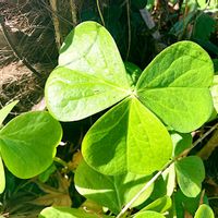 カタバミ,カタバミ,群生,グリーン！グリーン！グリーン！,今日も元気での画像