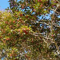 クロガネモチ,いつもの散歩道,世界平和,被災地にエールを…。,道端徘徊同盟の画像