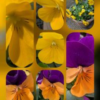 アリッサム,シクラメン,パンジー・ビオラ,ビワ,パンジーの画像