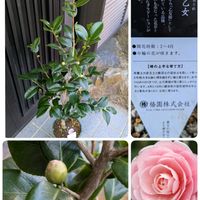 ウメ,ウメ,ツバキ,ツバキ,ツバキの画像