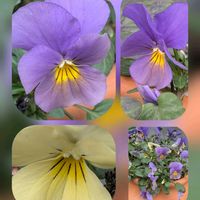 オウバイ,センリョウ,ヒメリュウキンカ,ビオラ,ビオラの画像