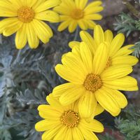 ユリオプスデージー,ユリオプスデージー,散歩,花散歩,花のある暮らしの画像