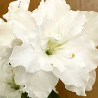 アザレア,部屋の中,スマホ撮影,ベテラン乙女倶楽部,花友さんに感謝♡の画像